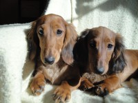 /album/spolecne-foto/asterka-a-anelly-jpg/